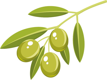 branche-d-olivier